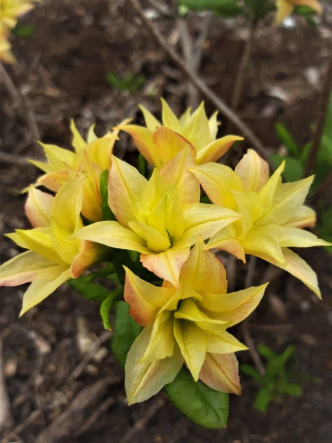 'Bartholo Lazzari'